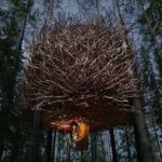 Tree Hotel - The Birds Nest Treehouse