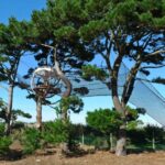 Cocoon Tree Treehouse